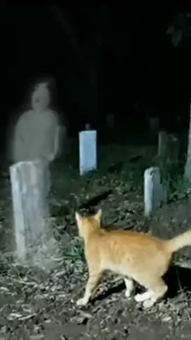 geger kucing vs pocong #fyppppppppppppppppppppppp #kucing #videoai #videoviral 