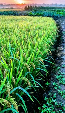 Padi bukan sekadar tanaman, tapi sumber kehidupan jutaan petani Indonesia.  Setiap bulirnya penuh makna — hasil kerja keras, kesabaran, dan harapan akan masa depan yang lebih baik. Mari terus dukung pertanian lokal untuk ketahanan pangan negeri!  #Padi #PetaniIndonesia #PanenPadi #SawahHijau #PertanianLokal 