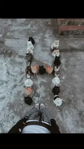 #CapCut hình con mèo xếp chữ hình con mèo xếp chữ c GHÉP ẢNH AI Hhcn Mèo xếp chữ hình con mèo xếp chữ c mèo xếp thành chữ mèo xếp thành chữ a hình con mèo ghép chữ a con mèo chữ t #capcutforus #capcut #capcutpioneer #xuhuong   How to make kittens form a circle How to make kittens form a T-shape How to create a cat lineup image How to create a top-down cat lineup image How to make a kitten lineup image How to create a circular cat lineup image How to make a kitten lineup image How to generate a cat lineup image with Gemini Al How to generate a top-down cat lineup image with Gemini Al   Cách làm cho mèo con xếp thành hình tròn Cách làm cho mèo con xếp thành hình chữ Cách tạo ảnh hàng đội mèo Cách tạo ảnh hàng đội mèo chụp từ trên cao xuống Cách làm ảnh hàng đội mèo con Cách tạo ảnh hàng đội mèo hình tròn Cách làm ảnh hàng đội mèo con Cách tạo ảnh hàng đội mèo bằng Gemini Al Cách tạo ảnh hàng đội mèo chụp từ trên cao xuống bằng Gemini Al Как сделать фото с колонной кошек: Cách chụp ảnh hàng đội mèo Как создать стиль фото с колонной KOwk: Cách tạo phong cách ảnh hàng đội mèo Как создать стиль фото с колонной кошек в Hyper: Cách tạo phong cách ảnh hàng đội mèo trong ứng dụng Hyper Как сделать фото в стиле колонны KOk: Cách chụp ảnh theo phong cách hàng đội mèo