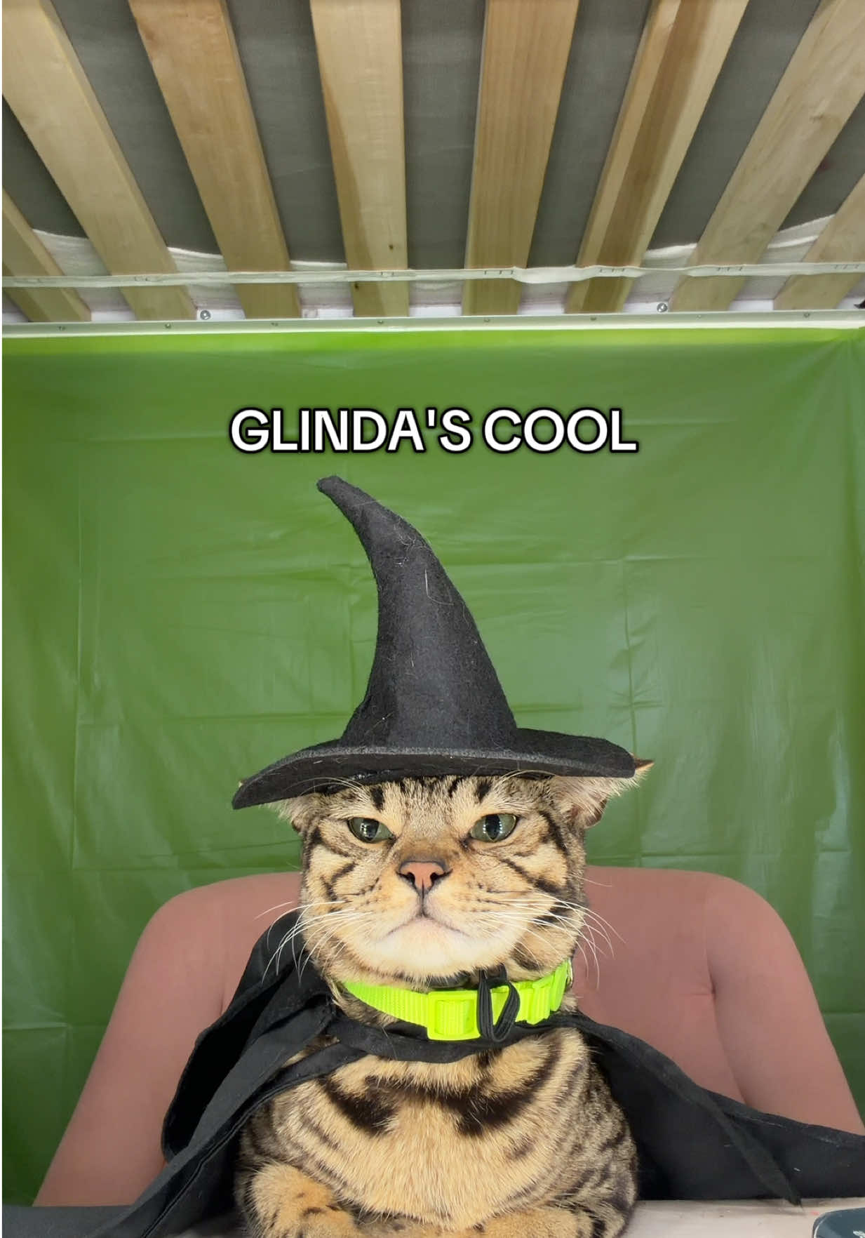 We had to recreate @Wicked: For Good 💚💗! Who’s your favorite?! 👀 #fypシ゚viral #trending #foryoupage #viral #blowthisup 