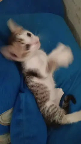 #เทรนด์วันนี้ ครั้งแรกที่ลงคลิปยาวนาทีกว่ามันอดไม่ไหวจริงๆน่าร๊ากกกก#วันลอยกระทง #แมว #แมวน่ารัก #แมสเถอะ 