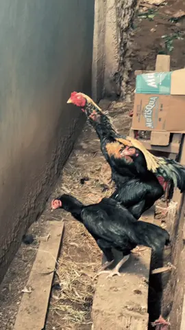 #pakhoyfullbrakot #pakhoy #pakhoybrutal #ayambangkoksuper #fyp 