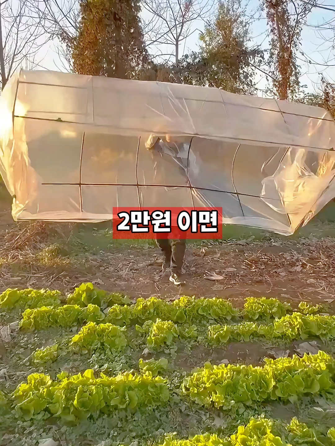 👈👈제품번호 27번 제품은 프로필 링크에서 확인해부러~ #비닐하우스 #미니온실 #식물하우스 #겨울준비 #원예용품 #가드닝템 #식물키우기 #홈가드닝