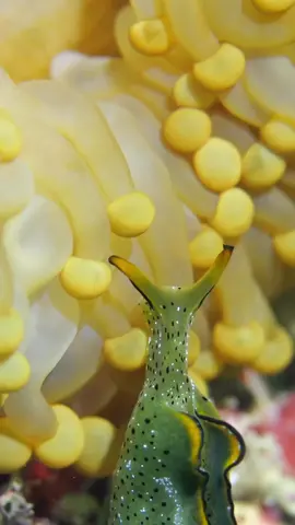 Elysia chlorotica Una pequeña babosa marina de la familia Plakobranchidae, subclase Heterobranchia. Es el primer animal conocido capaz de realizar la fotosíntesis por sí mismo —al igual que las plantas— sin depender de algas simbióticas. #fyp #paratiiiiiiiiiiiiiiiiiiiiiiiiiiiiiii #naturaleza #viral #vive 