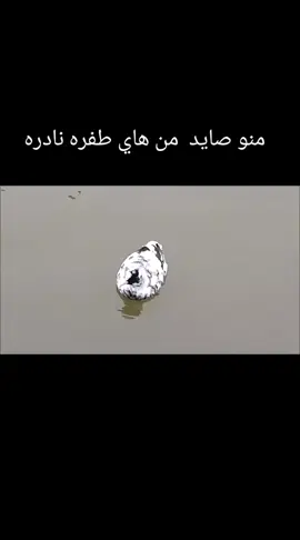 #دجاج #ماي#foryoupage #foryou #fyp 