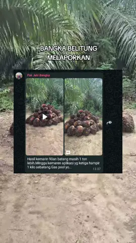 pak Jeki dari Bangka puas dgn AGROSAWIT #agrosawit #pupuknpk #fyppppppppppppppppppppppp 