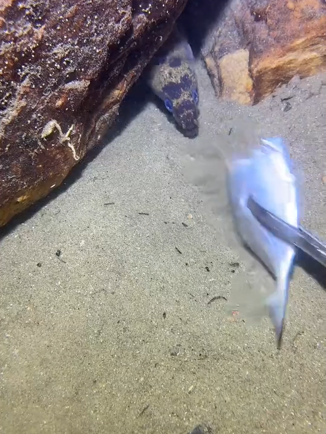 #fishing #eels #deepsea #nemo #diving #lobster #beach #crab #nature #sea #catchthesea