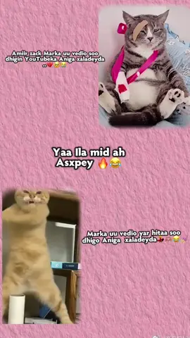 @amiir zack 💘🫶🏽🔥😂#Nuura❤️✨️🫂# #viralvideotiktok #typforyoupage #somalilandtiktok 