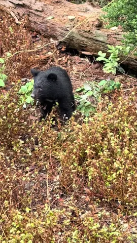 #熊 #秋田 #鳴き声 