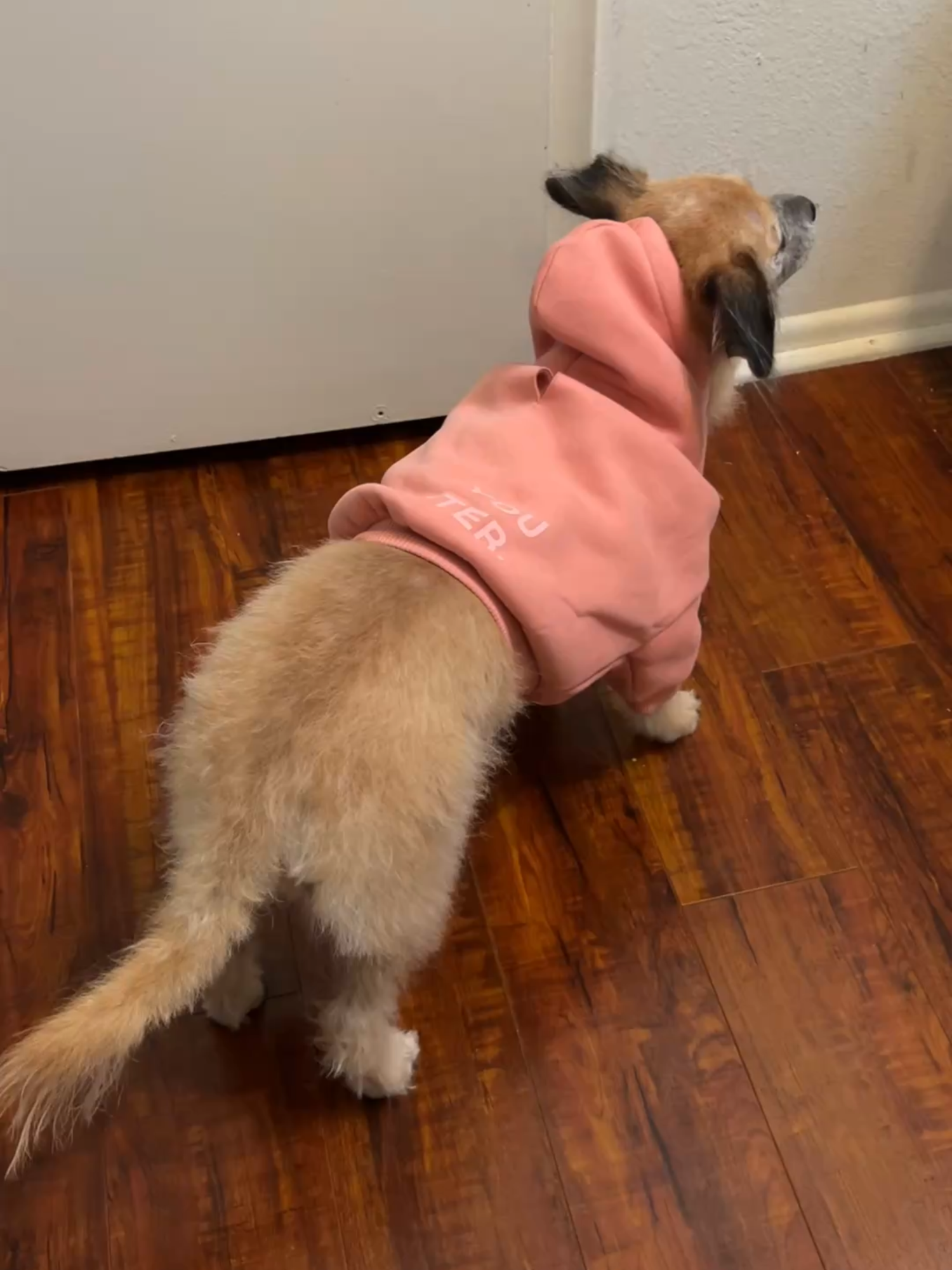 This dog hoodie is so cute and comfy. I love finding good quality dog clothes for my Mila🎀  Comfrt Paws You Matter Hoodie Dog Hoodie😍#dogmom #doghoodie #dogclothing #dogclothes #comfrthoodie #comfrtclothing #tiktokshopholidayhaul #tiktokshopcbermonday #dealsforyoudays #tiktokshopcreatorpicks