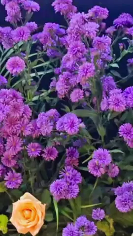 ​✨ Lampung Siap Berinvestasi! ✨ ​Hari ini, Lampung Economy and Investment Forum 2025 resmi dibuka! Hadir Bupati Lampung Timur Ela Siti Nuryamah dan juga dihadiri langsung oleh Bapak Gubernur Lampung juga Wakil Gubenur Lampung bersama seluruh Bupati dan Walikota se-Provinsi Lampung, forum ini menjadi wadah strategis untuk memajukan perekonomian daerah. ​Fokus utama kita adalah menciptakan iklim investasi yang kondusif, memperkenalkan potensi unggulan di setiap kabupaten/kota, dan menarik investasi demi pembangunan Lampung yang lebih maju dan sejahtera. @ella.nuryamah_official  @AZWAR HADI  @lampungtimurmakmur  #lamtimpunya💕  #lamtim  #lamtimpride 