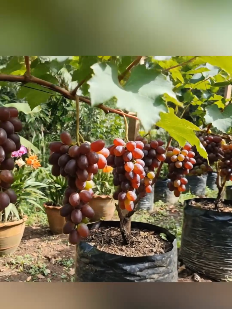 bibit anggur cepat berbuah manis😍#pertanian #tanaman #fyp #buah #bibitanggur 