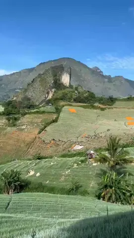 kebun bawang. fyp###