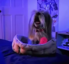 #based #germandog #fyp #foryoupage❤️❤️ #deutsch 