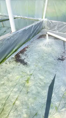 penting obah obah bolo😊 #fyp #fyppppppppppppppppppppppp #peternakmudaindonesia🇮🇩🇮🇩🇮🇩 #budidayagurame 