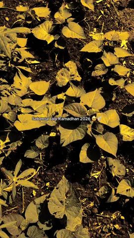 Udh gk sbar🥹 #ramadhan #ramadhan2026 #langitaestetik #xybza #masukberandamuu 
