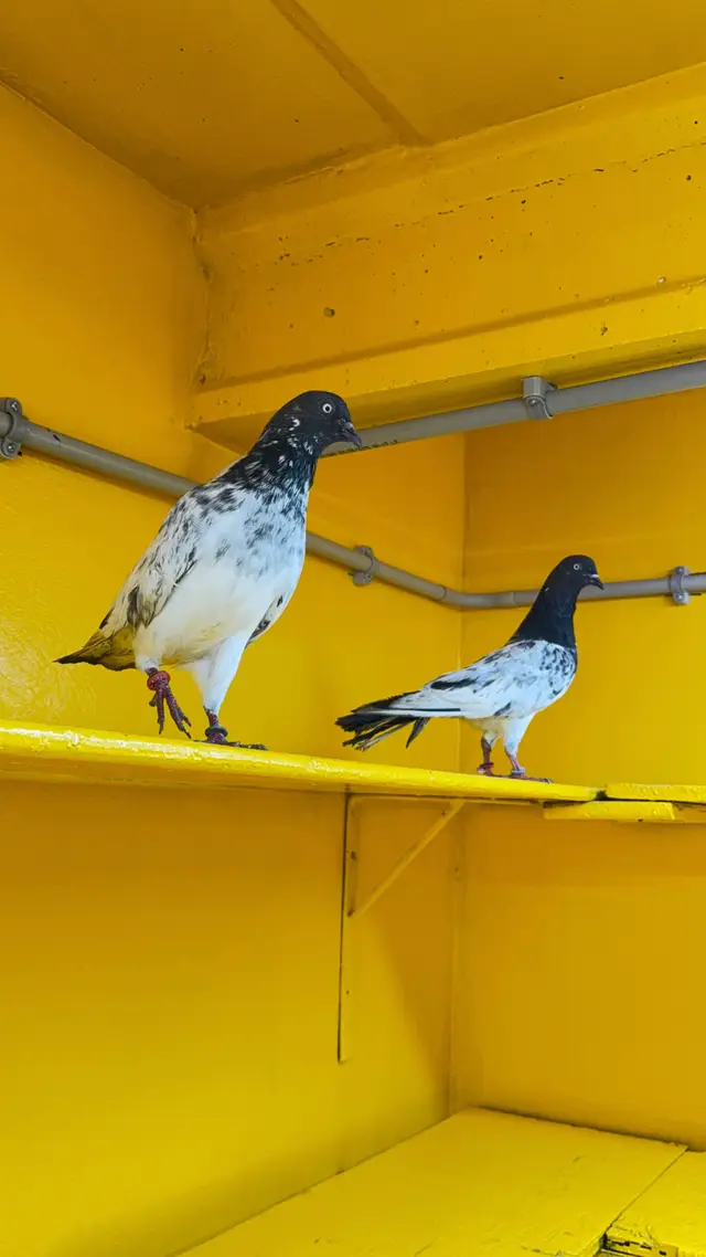 #explore #حمام_باكستاني #kabotarparwari #kabooter #kabooterbaaz 