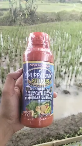#NurratonixSirkus #FypProdukPertanian #AntiHamaAmpuh #PetaniHebatIndonesia #SolusiHamaPadi 