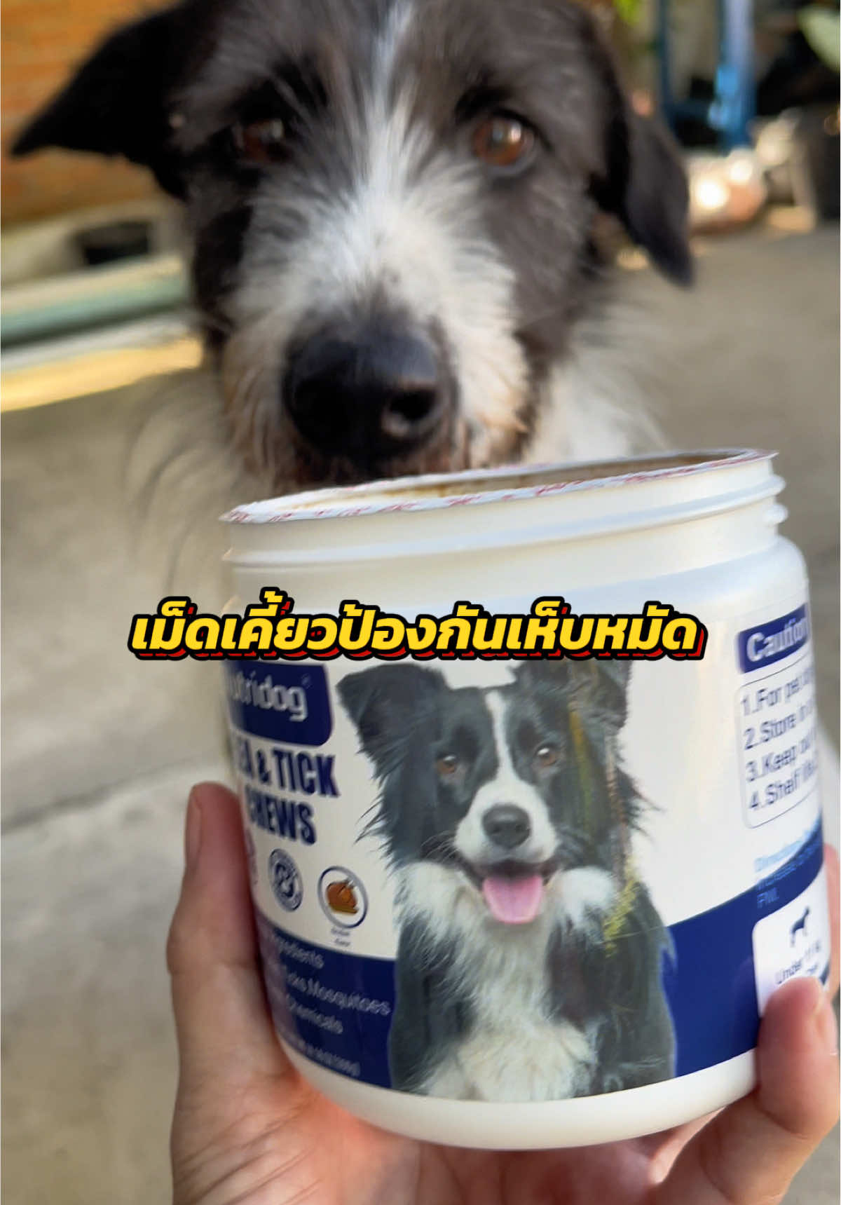 เม็ดเคี้ยวไล่เห็บหมัด ยุงไม่ไกล้ แมลงไม่กวนใจน้องหมา กลิ่นหอม เคี้ยวง่ายค่ะ #nutridog #nutridogป้องกันเห็บหมัด #วิตามินน้องหมา #ขนมหมา #เห็บหมัด 