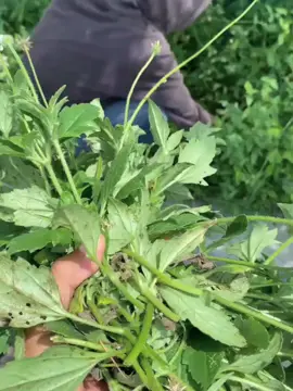 Pas kammah rah🤣#CapCut #fyp #madurapride #kerapankelincimadura #ladasrebornteam @Luv @🤠Al_phin @_Dollar_Team 10🤑 @fhampir.manis 