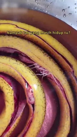 DEERMA GS01 Automatic Fruit Vegetable Washer  Basuh buah guna teknologi, hidup moden! 4/11 #deermamalaysia #basuhbuahauto #mesinbasuhbuah #teknologidapur #lifehackmalaysia