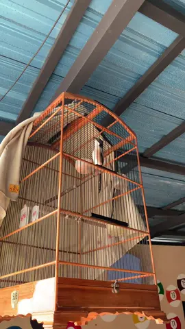 sak kata ae #kicaumanianusantara #cendetmania #gantanganburung #berandamu #muraibatuindonesia 