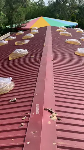 #bão13 #phongchongbao #kalmaegi 