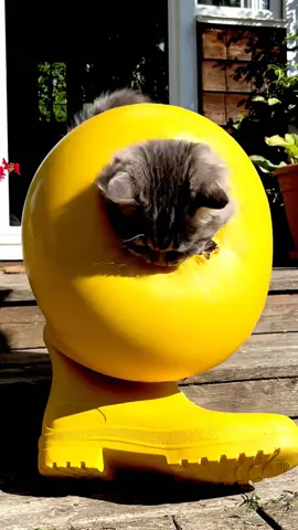 What happened? 🙀#cats #funnycats #catmeme 