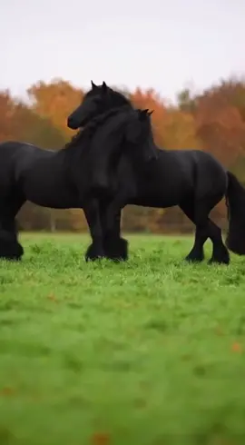 #LIVEIncentiveProgram #KeepItRealKeepItLIVE #PaidPartnership #خيل_وخياله🐎 #حصان 