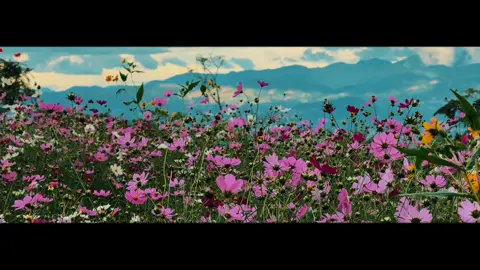 Colorful🌸📸#capcut #fypviralシ #chill #everyoneislonelysometimes 