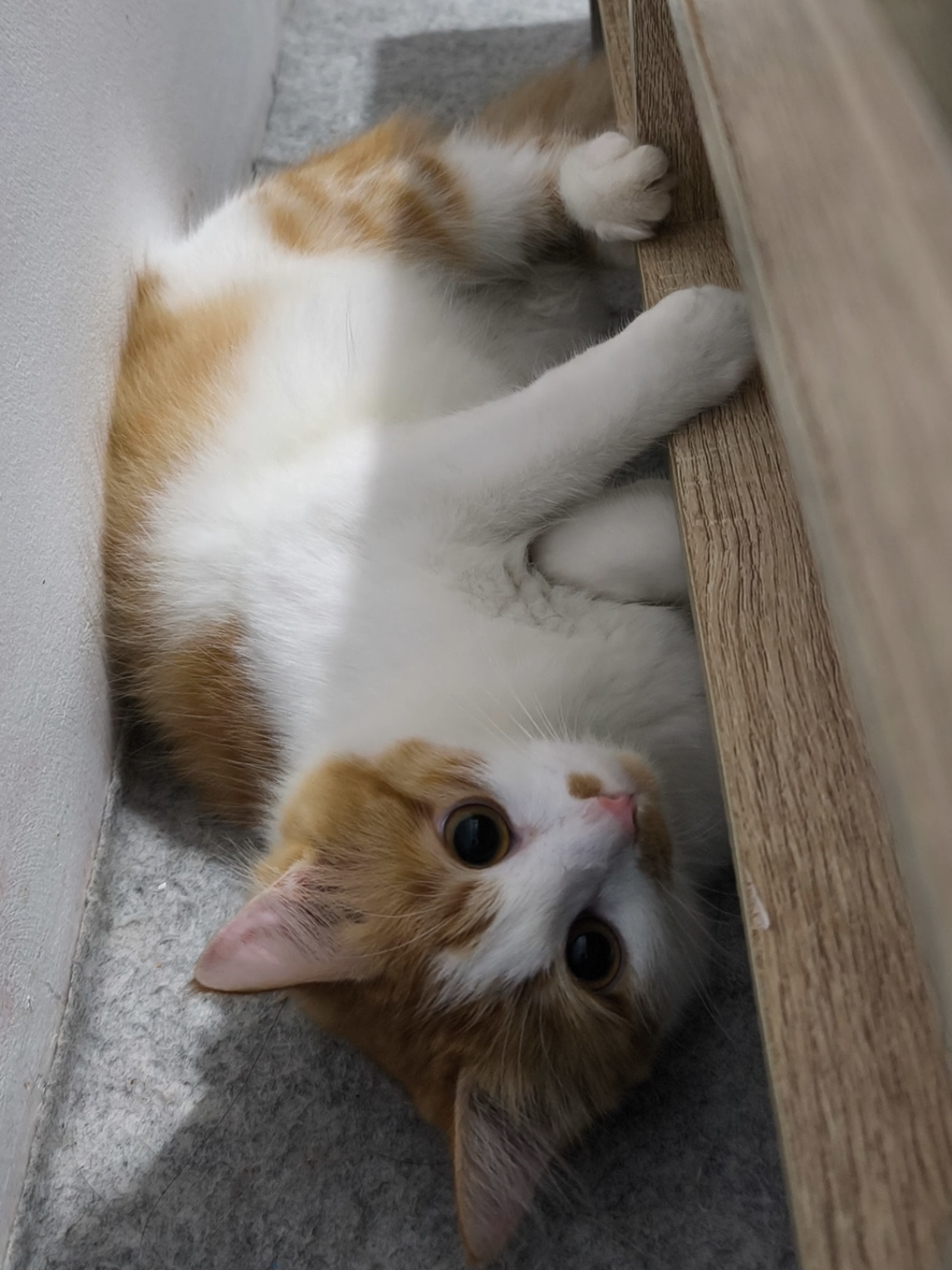 Ci Luk Ba ❤️ #cat #catsoftiktok #catlover #kucing #tiktok 