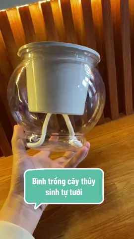 Bình trồng gừng trồng các cây thủy sinh tự tưới dành cho người lười và người bận rộn #meembechuot #xh #xhtiktok #binhtrongcaythuysinh  @Mẹ em bé chuột  @Mẹ em bé chuột 
