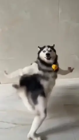 Husky dance daily 