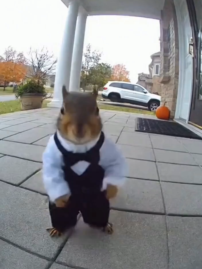 🐿️#funny #shorts #viral #fypシ #fypシ゚viral #soraai #funnyaivideos #halloween #ringdoorbellfootage #tiktok #funnyvideos #funnymoments #fyp #sora #ai #squirrel #squirrelsoftiktok #squirrellover