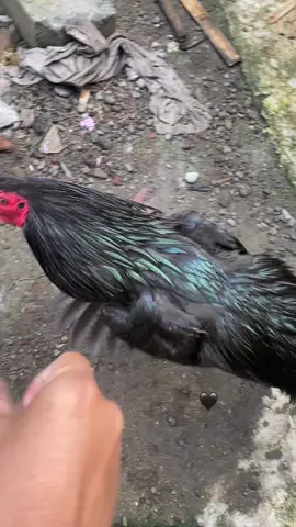 Larkumbang lurr🖤 #ayamjago #jagonemasyarakat #larkumbang #ayambangkoksuper #jago 