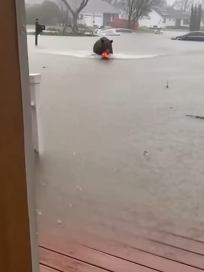 The bear at the door 🐻💧 She thought it would attack… but it brought her baby back. 💔❤️‍🔥   A mother thought she lost everything in the hurricane flood… until a bear appeared at her door — carrying her baby. 🐻👶   No music. No filters. Just raw emotion — pure miracle caught on camera. 🌧️💔❤️‍🔥   #Bear #Flood #AnimalHero #FaithInNature #EmotionalRescue #CinematicRealism #TearJerker #MiracleMoment #ViralShort #NatureCinema #AIvideo #EmotionalShort #ShortFilm #BearRescue #Hurricane