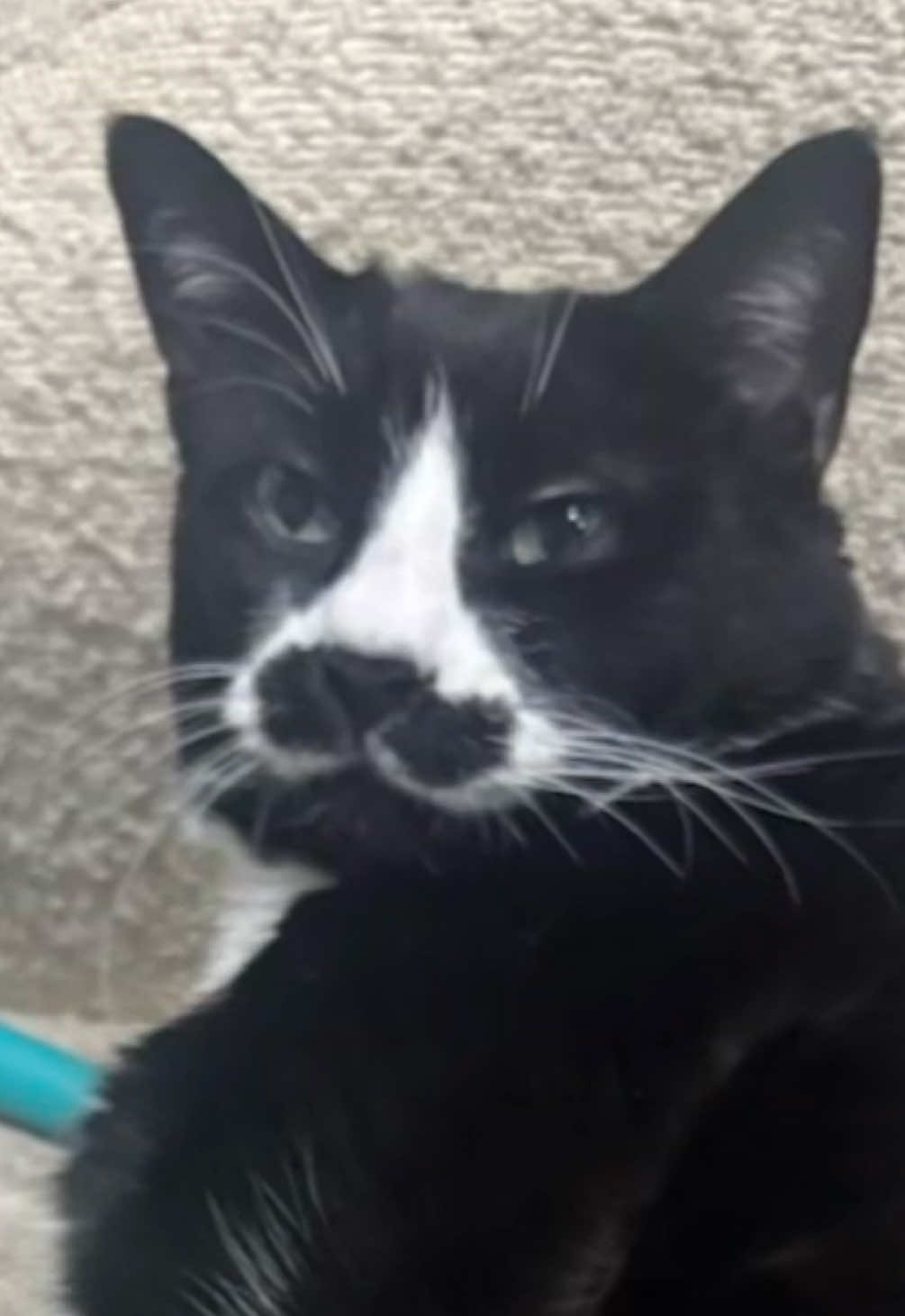 Hacked by cousin cheese #CapCut #cat #fyp #viral #catsoftiktok 