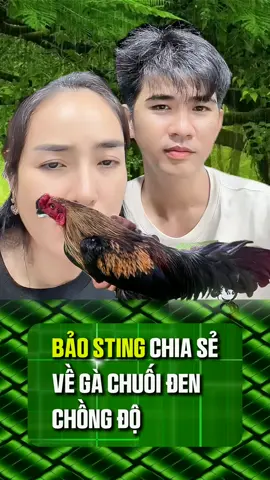 BẢO STING CHIA SẺ VỀ EM CHUỐI ĐEN CHỒNG ĐỘ #BAOSTING #BAOSTINGSHOP #TRAIGABAOSTING #DAGA #XUHUONG 