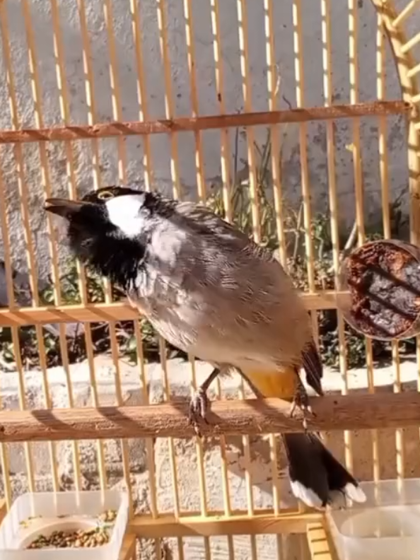 تغريد بلبل فحل عراقي  #بلابل_العراق_الحبيب  #بلابل_ديالى_العراق  #بلبل_عراقي_ابيض_الخدين  #بلابل_العراقيه 