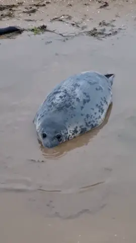 Splash? 👀🦭🦭😍 🎥 Source: @seal.warden  pls DM for credit or removal  follow @daily_sealdose and let's create the biggest seal community!  May the seals unite us!🦭🦭🦭 #seals #squishyseals #roundseals #harpseals #sealsforever                           