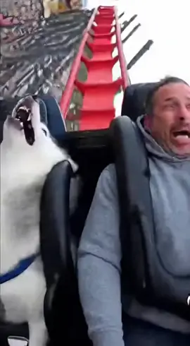 When both have the same frequency #petlover #pets #cute #husky #DogTok 