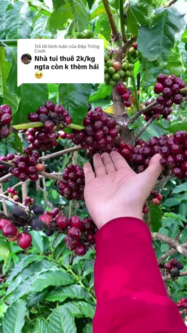 Trả lời @Đập Trứng Cook 