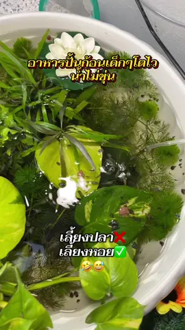 #อาหารปลา #powerup #เลี้ยงปลา #happycozy #อบอุ่นชอบอยู่บ้าน 