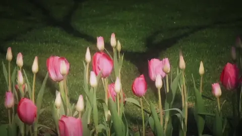 Tulip🌷 #xuhuong #flowers #fyp 