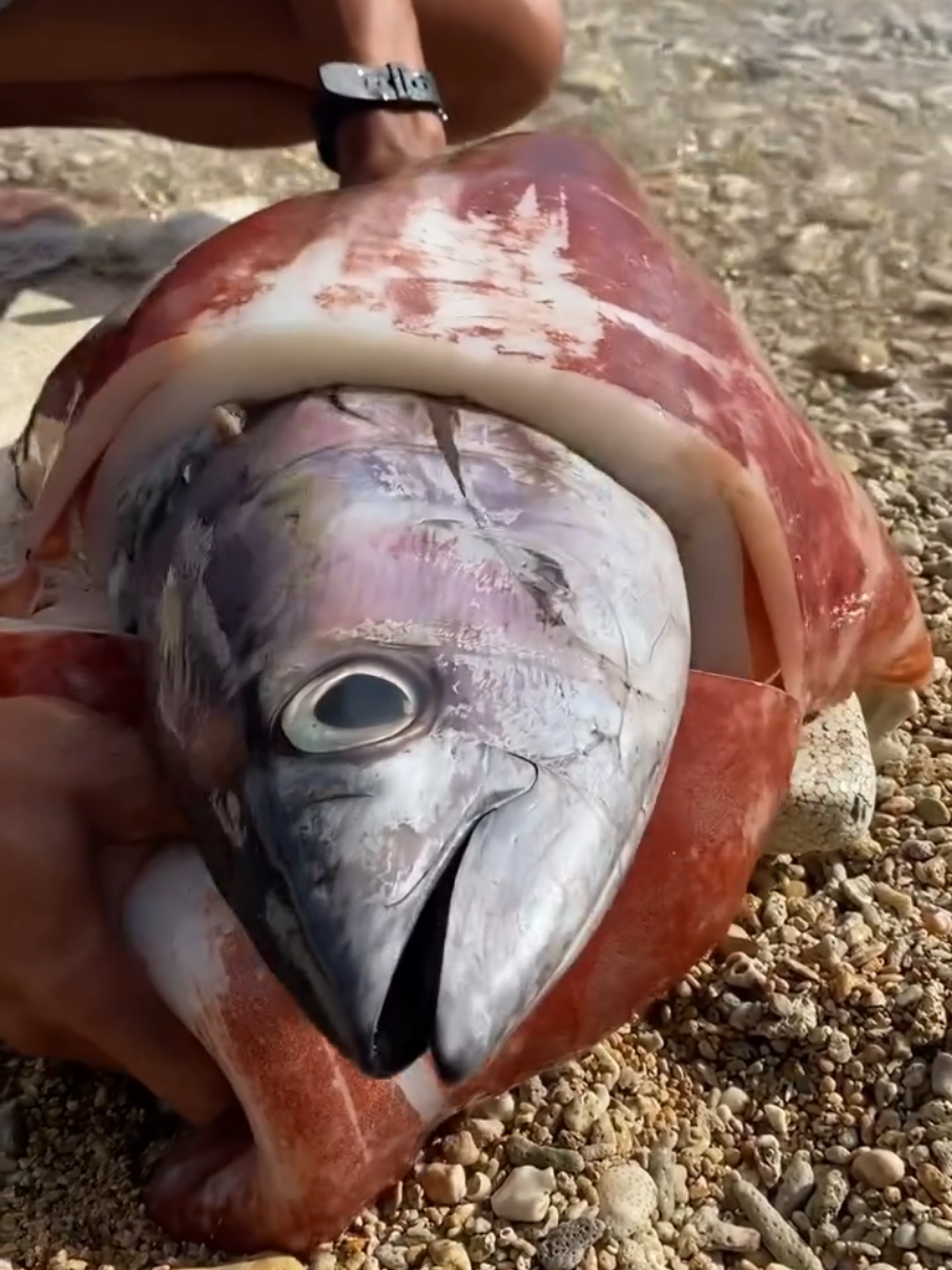 mancing cumi dan ikan di laut #mancing #cumi #ikan #hiburantiktok #foryou 