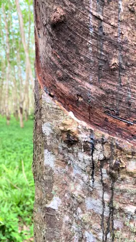 #petaniindonesia🇮🇩🇮🇩🇮🇩🌿🌿 #petanikaret #petanimilenial #karetthailand #fyp 