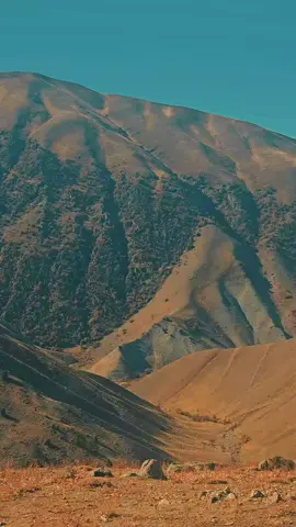 #hevi #roj #ciya #besta 