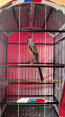 Sipo reti di lirik😅#kicaumania #cendetmaniaindonesia #muraibatuindonesia #cendetmania 