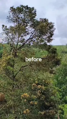 😭🤣#durian #musimdurian #fyp 