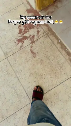 প্রিয় কলেজ ক্যাম্পাস  #foryoupageofficiall #bdtiktokofficial🇧🇩 #foryou #tiktok #standwithkashmir_foryou_viral 